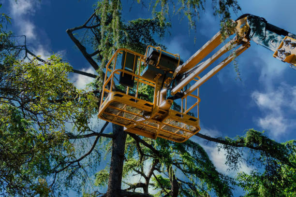 Tree Service Company in La Cienega, NM